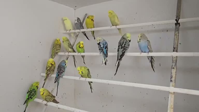 Budgerigars birds for sale: 2026 bred budgies for sale - Video 1