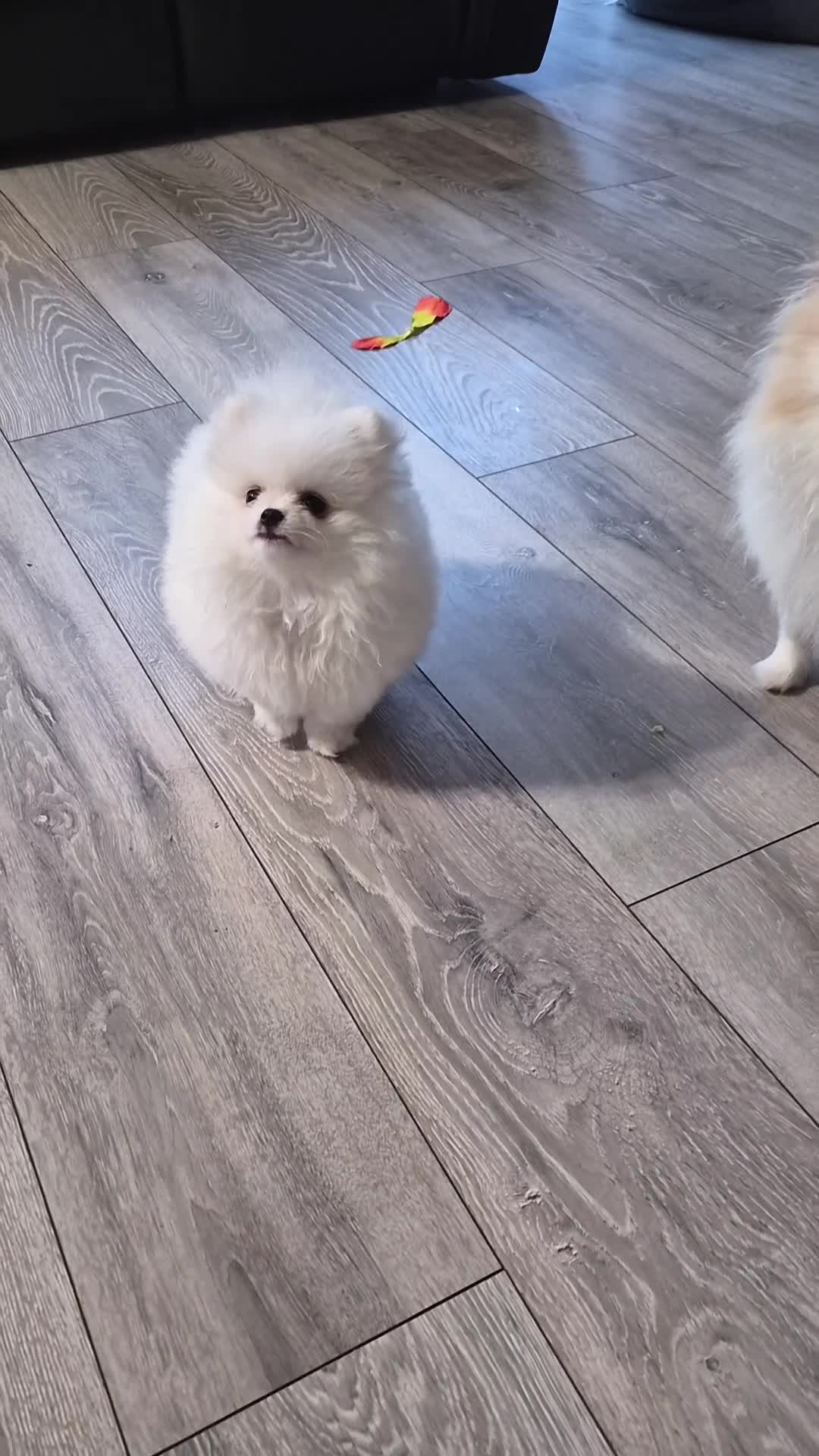 Pomeranian dogs for sale: 2 pure white pomeranian 9 weeks old for sale in Bolton - Video 1