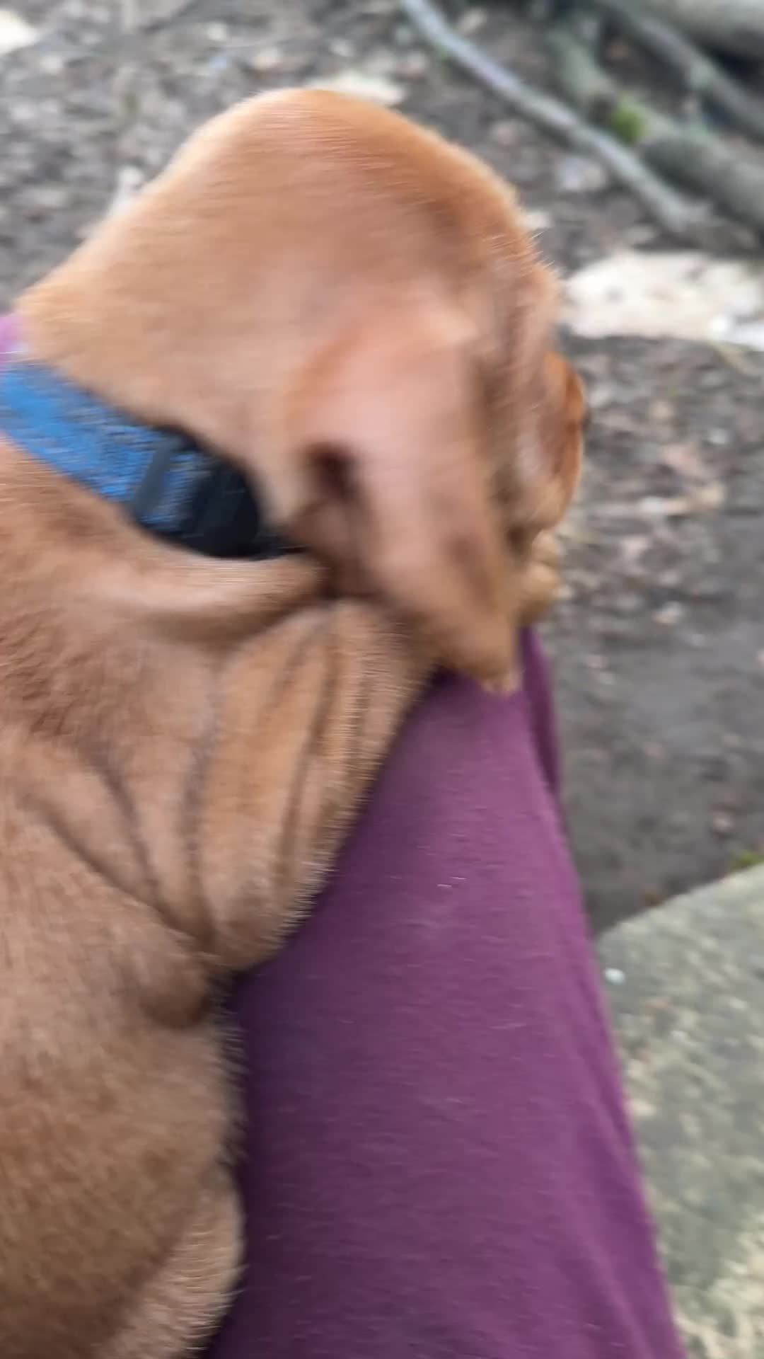 Hungarian Vizsla dogs for sale: Hungarian WIREHAIRED Vizsla puppies KC reg in Cranbrook - Video 1