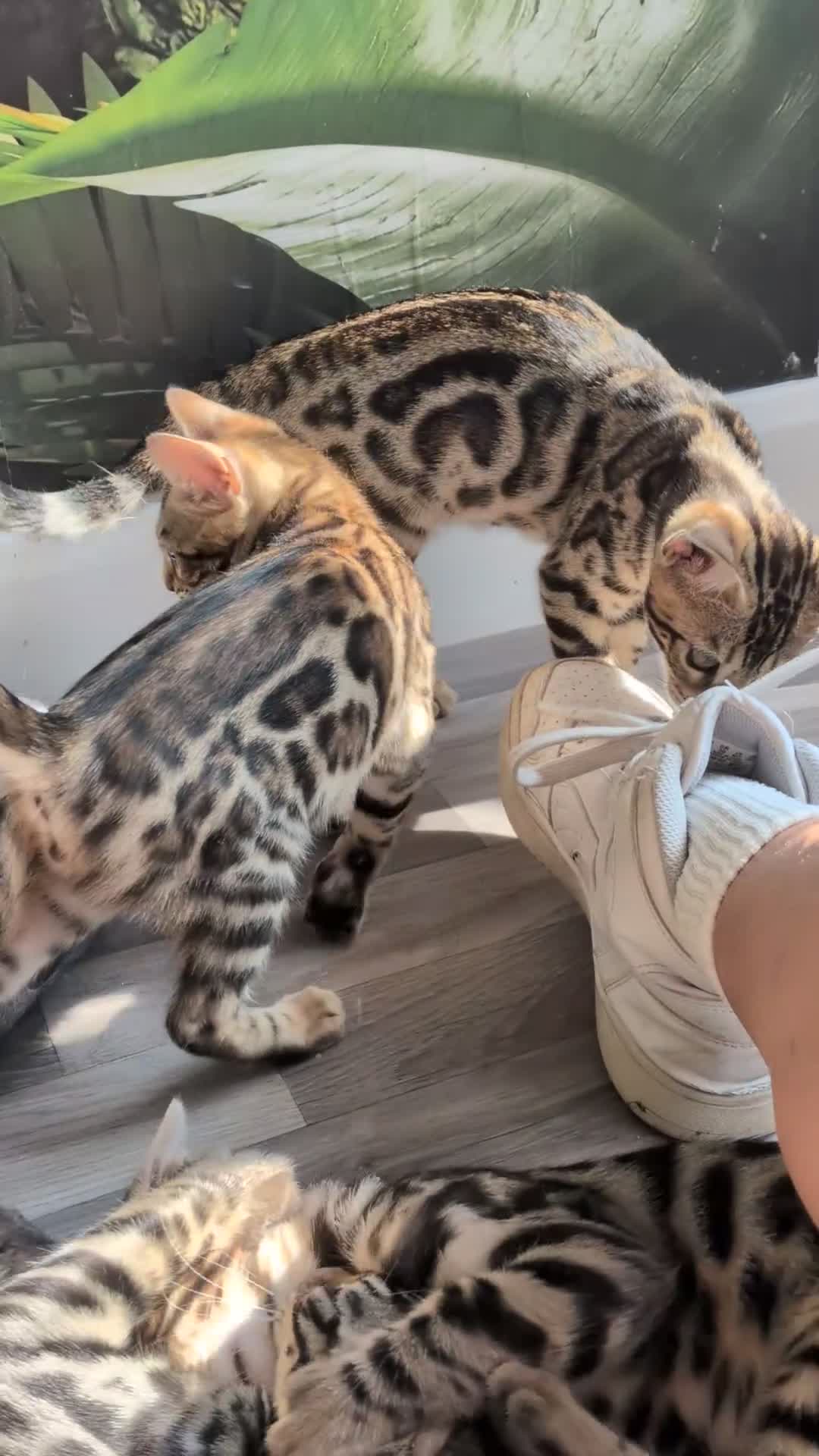 Bengal cats for sale: Male Bengal kitten TICA registered silver  - Video 3