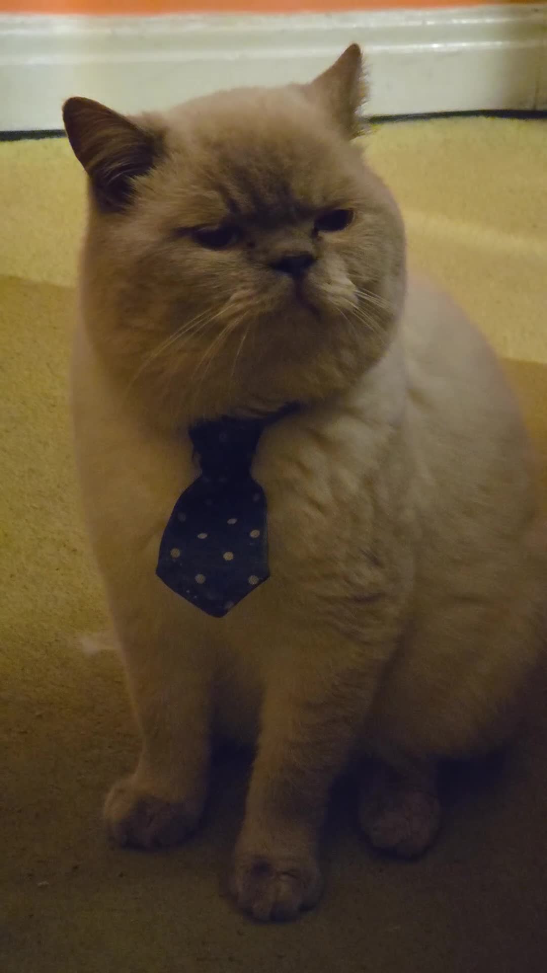 British Shorthair cats for sale: British Shorthair Pedigree Kittens - Lilac & Blue - Video 2