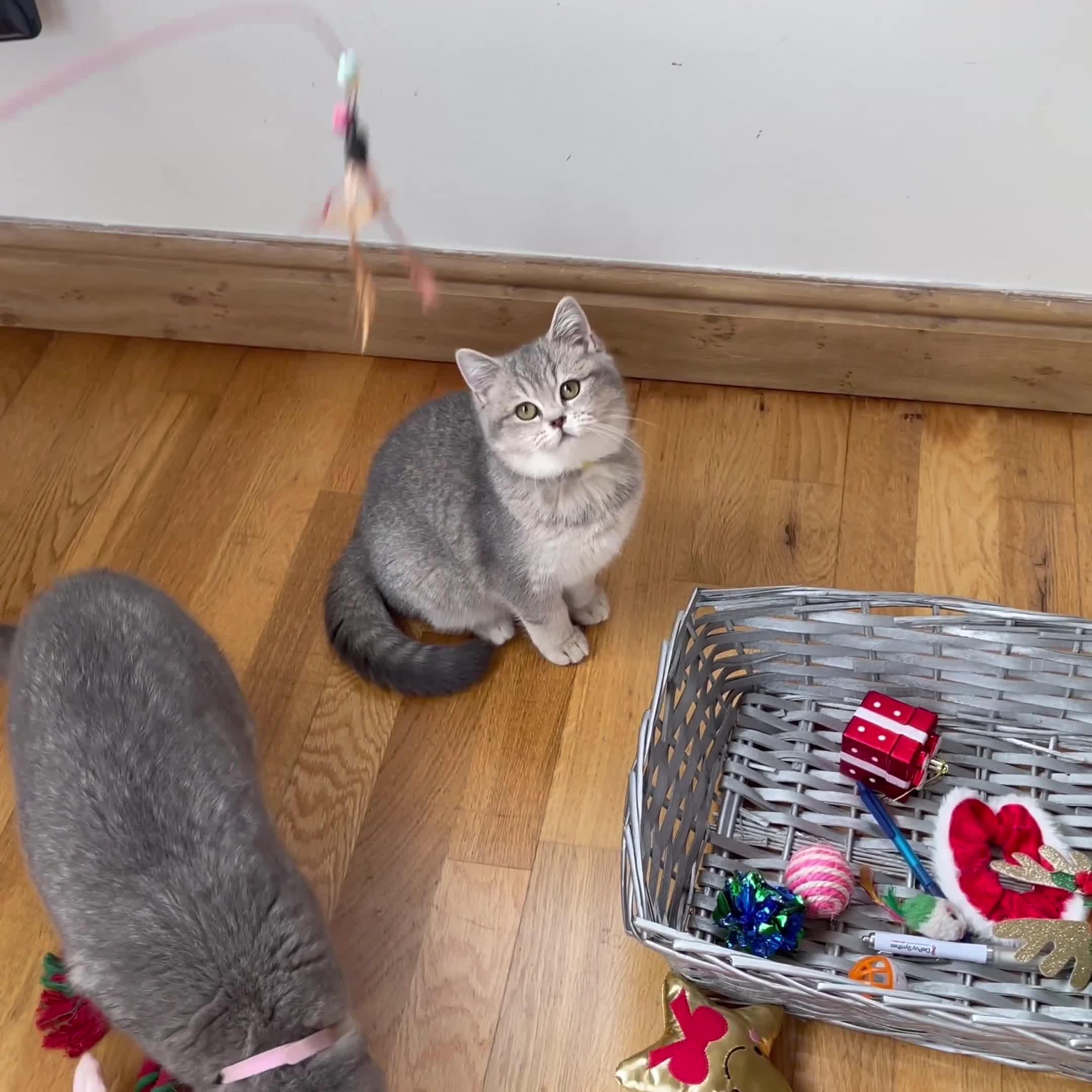 British Shorthair cats for sale: Remaining 2 TICA & GCCF British Shorthair Kittens - Video 1