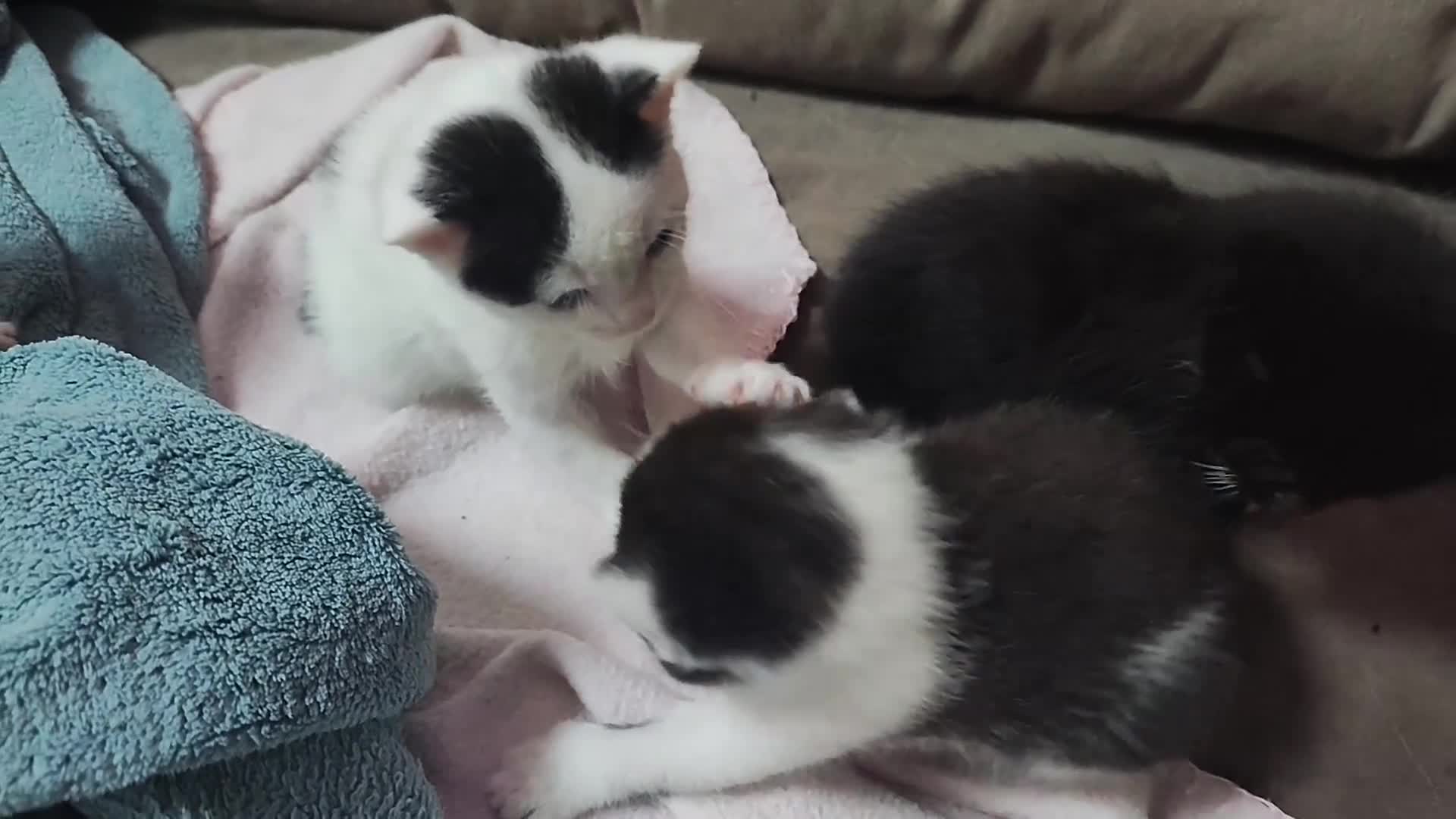 Mixed Breed cats for sale: 8 weeks old Kitten, Female - Video 1
