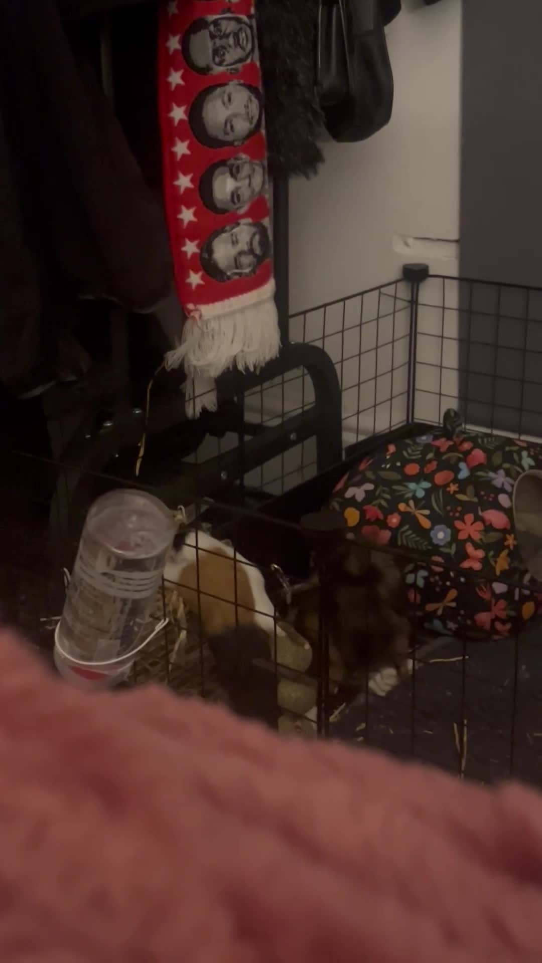 Guinea Pig rodents for sale: Two male guinea pigs for sale  in Liverpool - Video 1