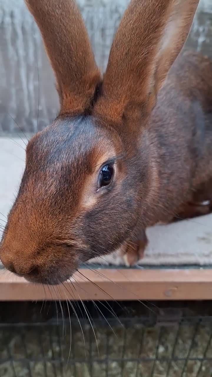 Belgian Hares rabbits for sale: CURRENTLY RESERVED - BRC Belgian Hare buck - Video 1