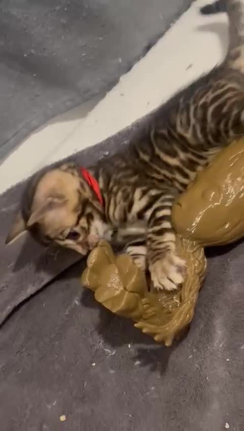 Bengal cats for sale: 💕 Adorable Rosetted bengal Kittens 💕 - Video 3