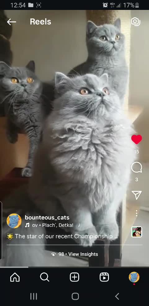 British Shorthair cats for sale: Impressive Pedigree BSH Kittens  - Video 1