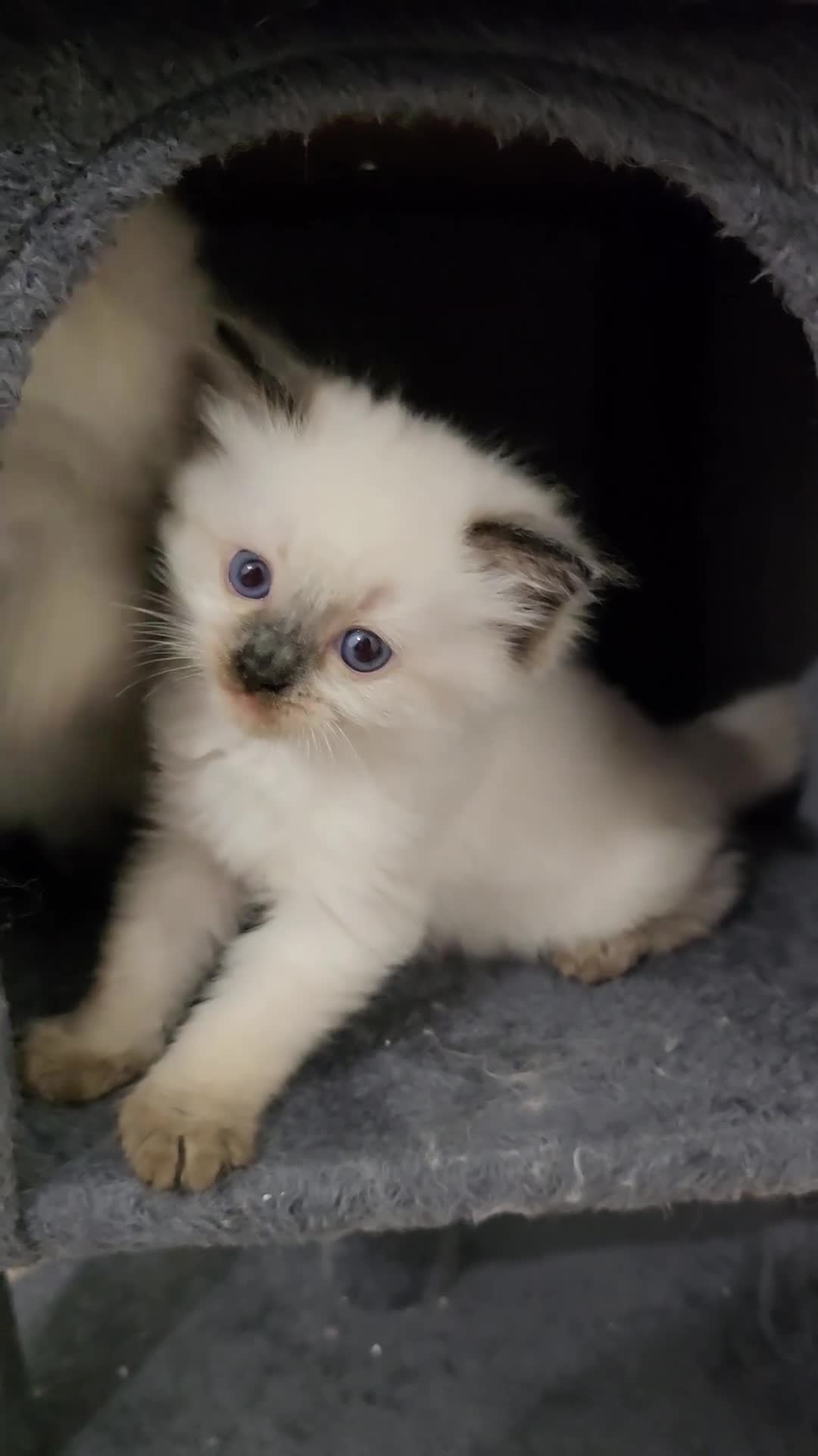 Ragdoll cats for sale: Gorgeous Ragdoll kittens - Video 3