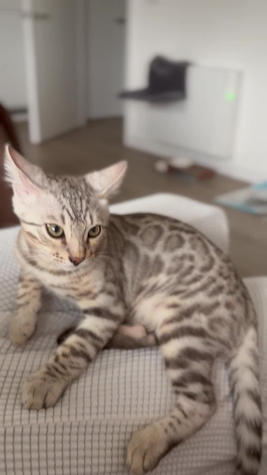 Bengal cats for sale: Loving Home Wanted for Male Bengal – Theo  - Video 1