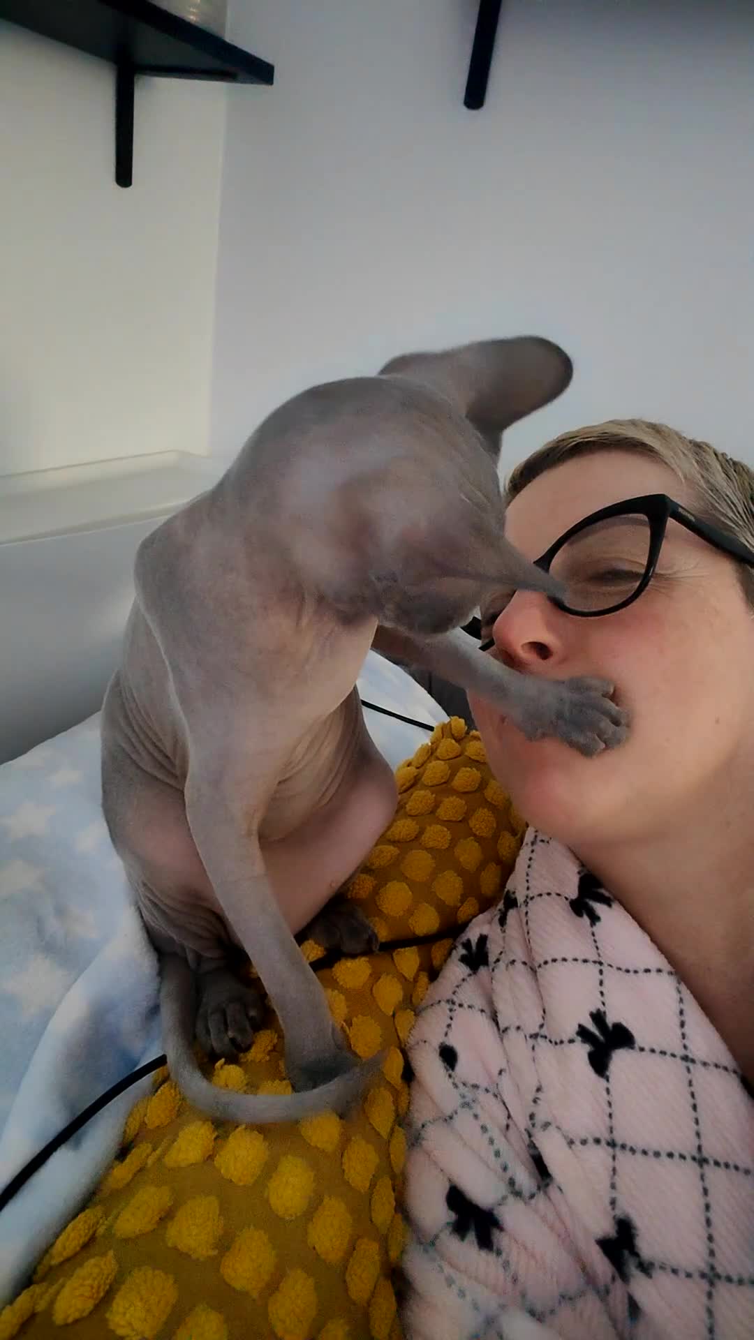 Sphynx cats for sale: Lilac female cat 13 months old  - Video 2