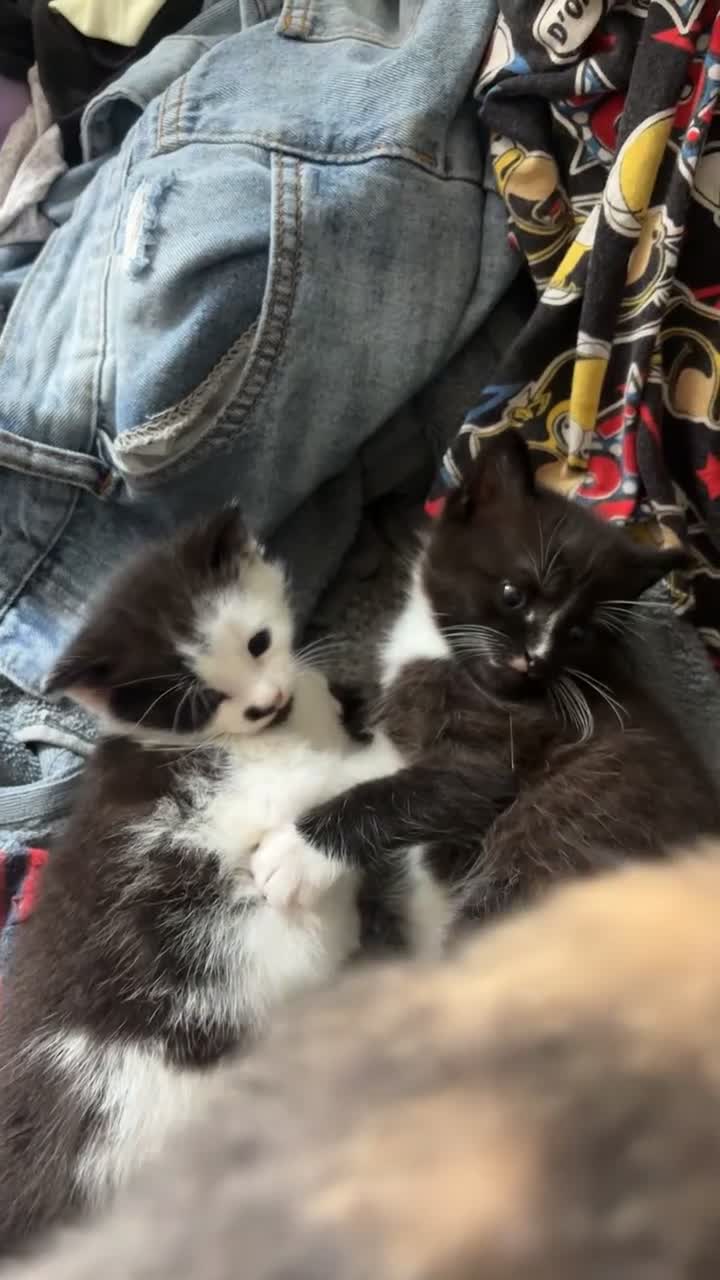 British Shorthair cats for sale: Kittens for sale  - Video 1