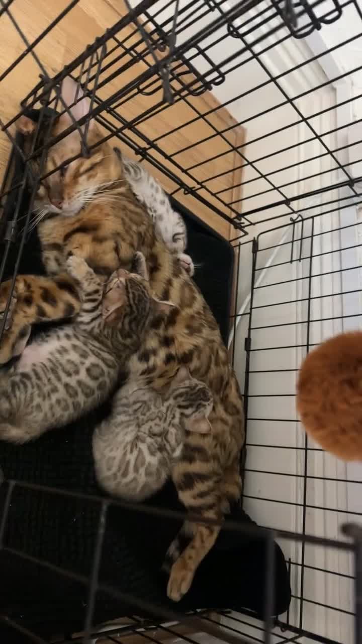 Bengal cats for stud: Bengal Stud Available🌟Hurry before spayed!🤍 in Ilford - Video 2