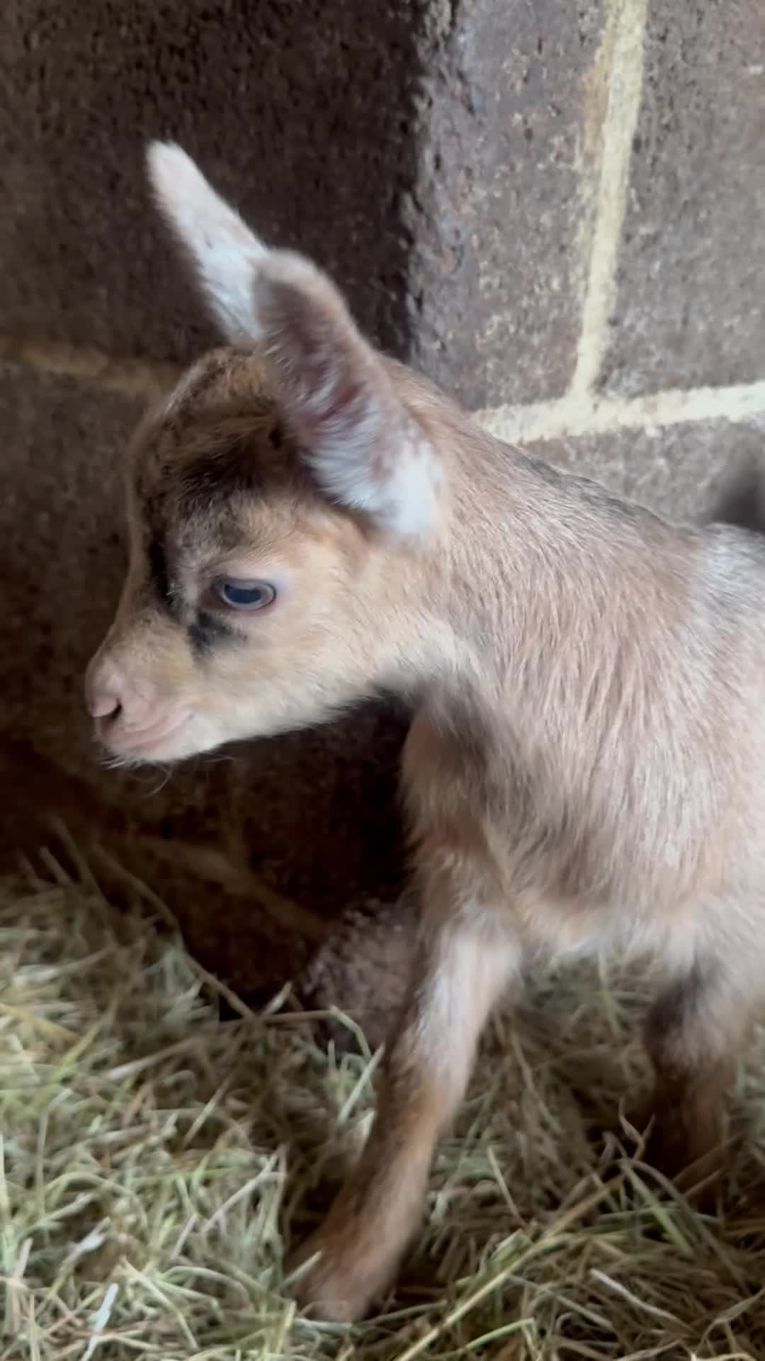 Goats livestock for sale: Baby Pygmy goats  - Video 1