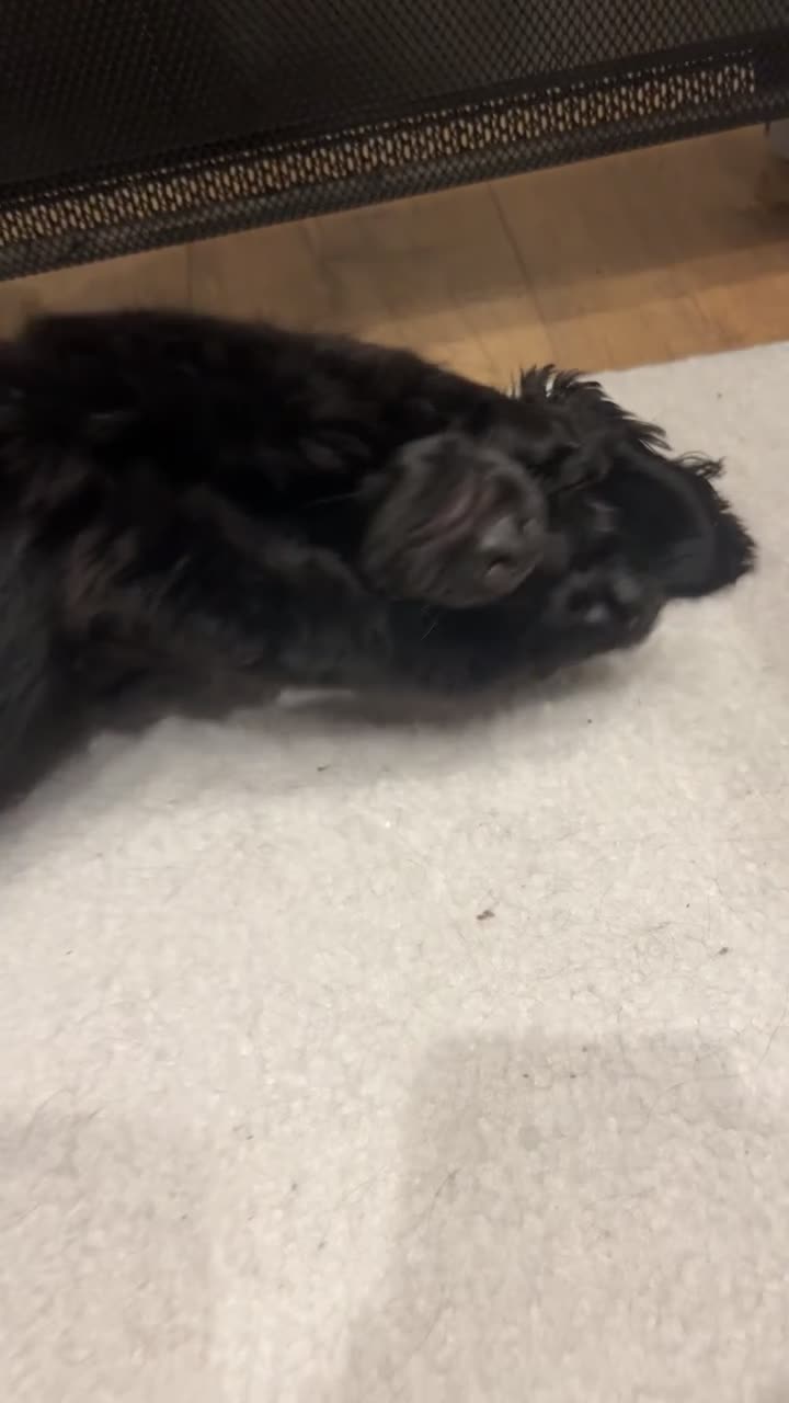 Cockapoo dogs for sale: Dolly - 1 year old Toy Cockapoo - Video 2