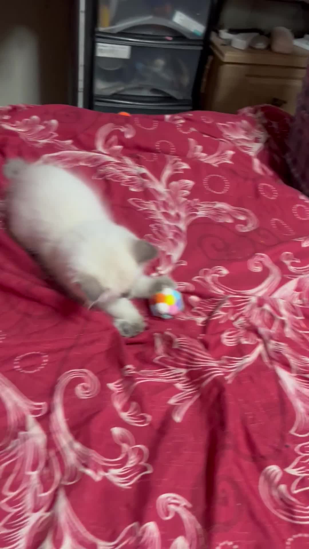 Ragdoll cats for sale: 🐈❤️5 Pure Ragdolls Waiting for Loving Family❗️❤️ - Video 1
