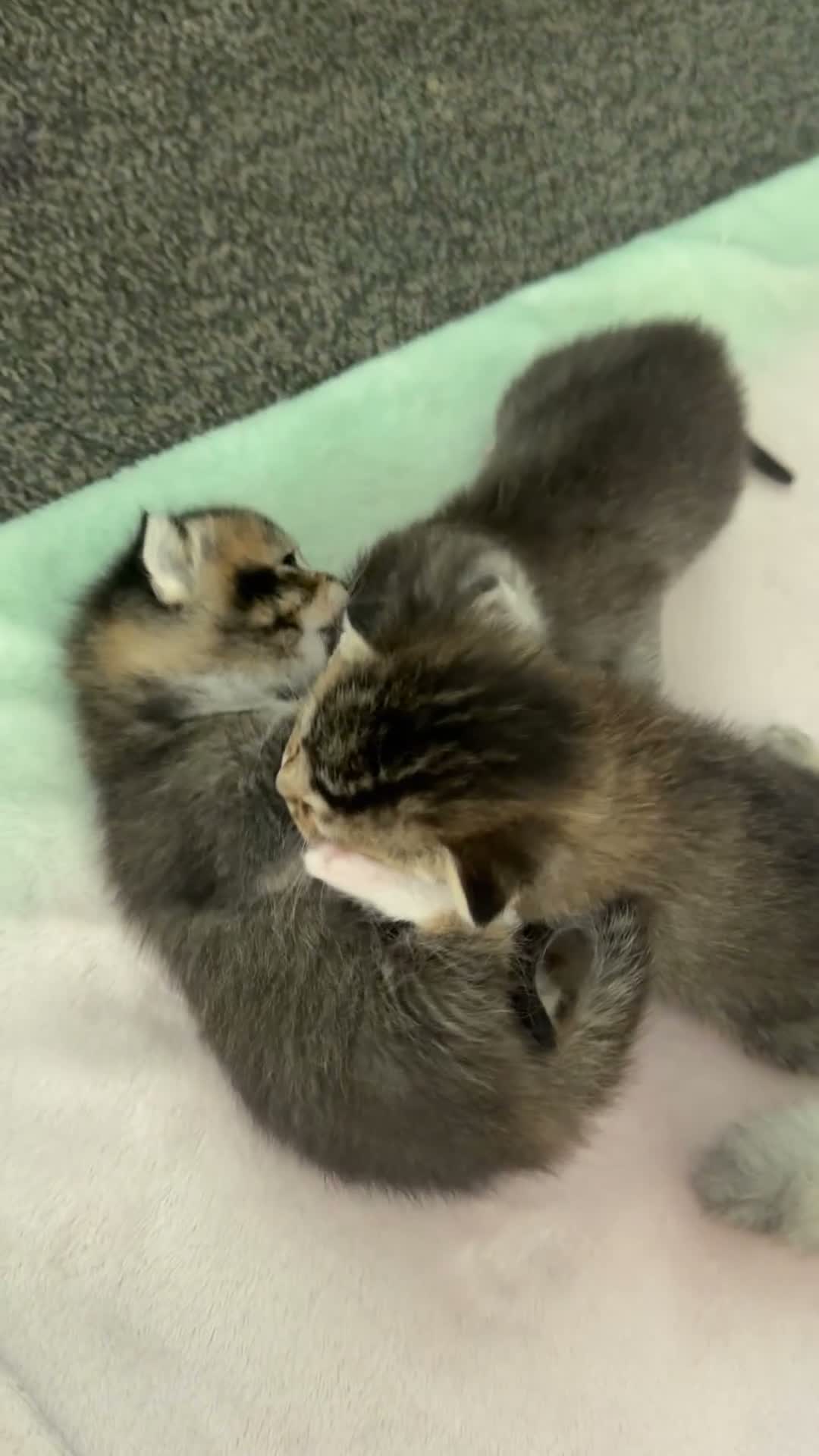 Scottish Fold cats for sale: 🐾 Scottish Fold Kittens 🐱 🐾  - Video 1