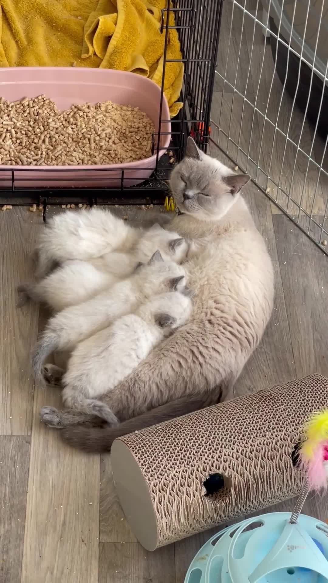 British Shorthair cats for sale: British shorthair x - Video 1