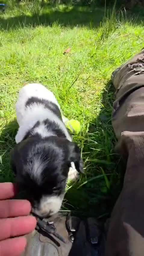 English Springer Spaniel dogs for sale: English Springer Spaniel KC Reg - working lines - Video 1
