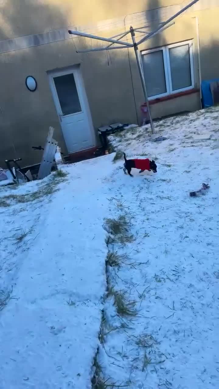 Jack Russell dogs for sale: Girl jack for sale  in Swansea - Video 2