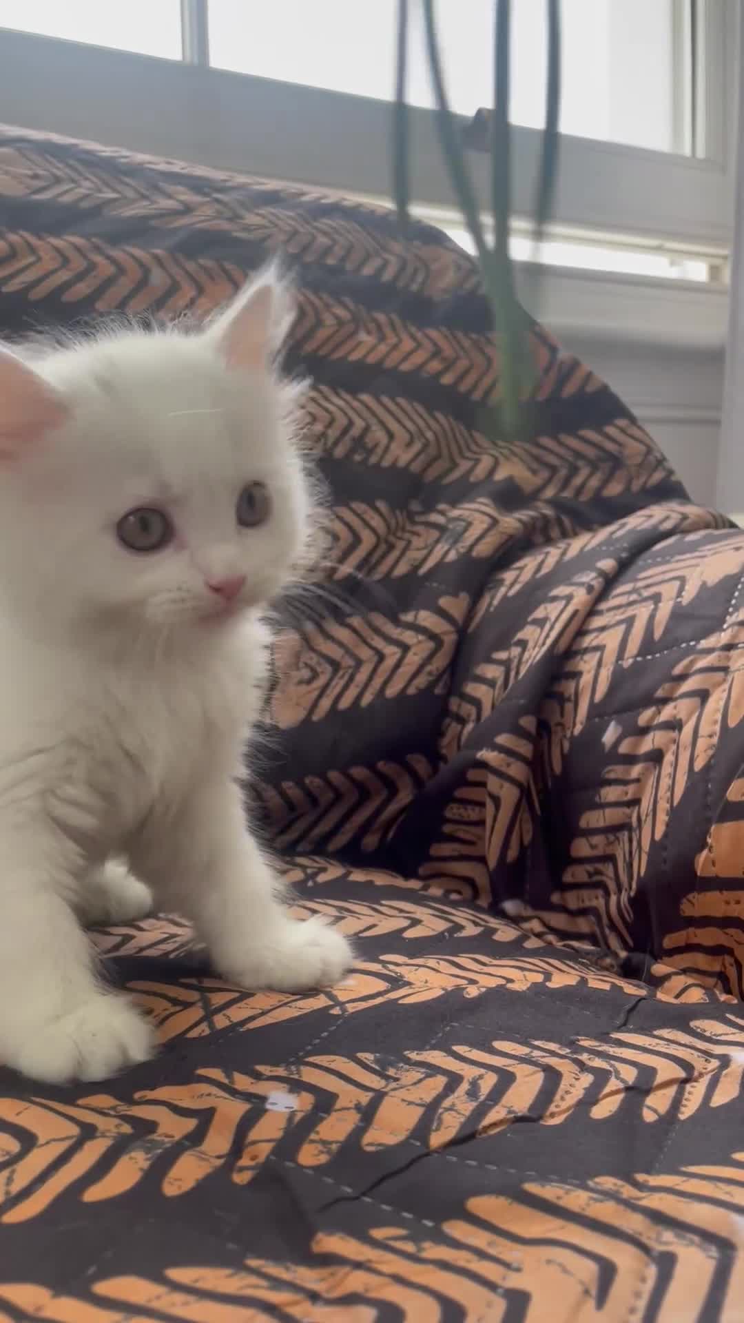 Mixed Breed cats for sale:  Persian kittens for sale  - Video 3