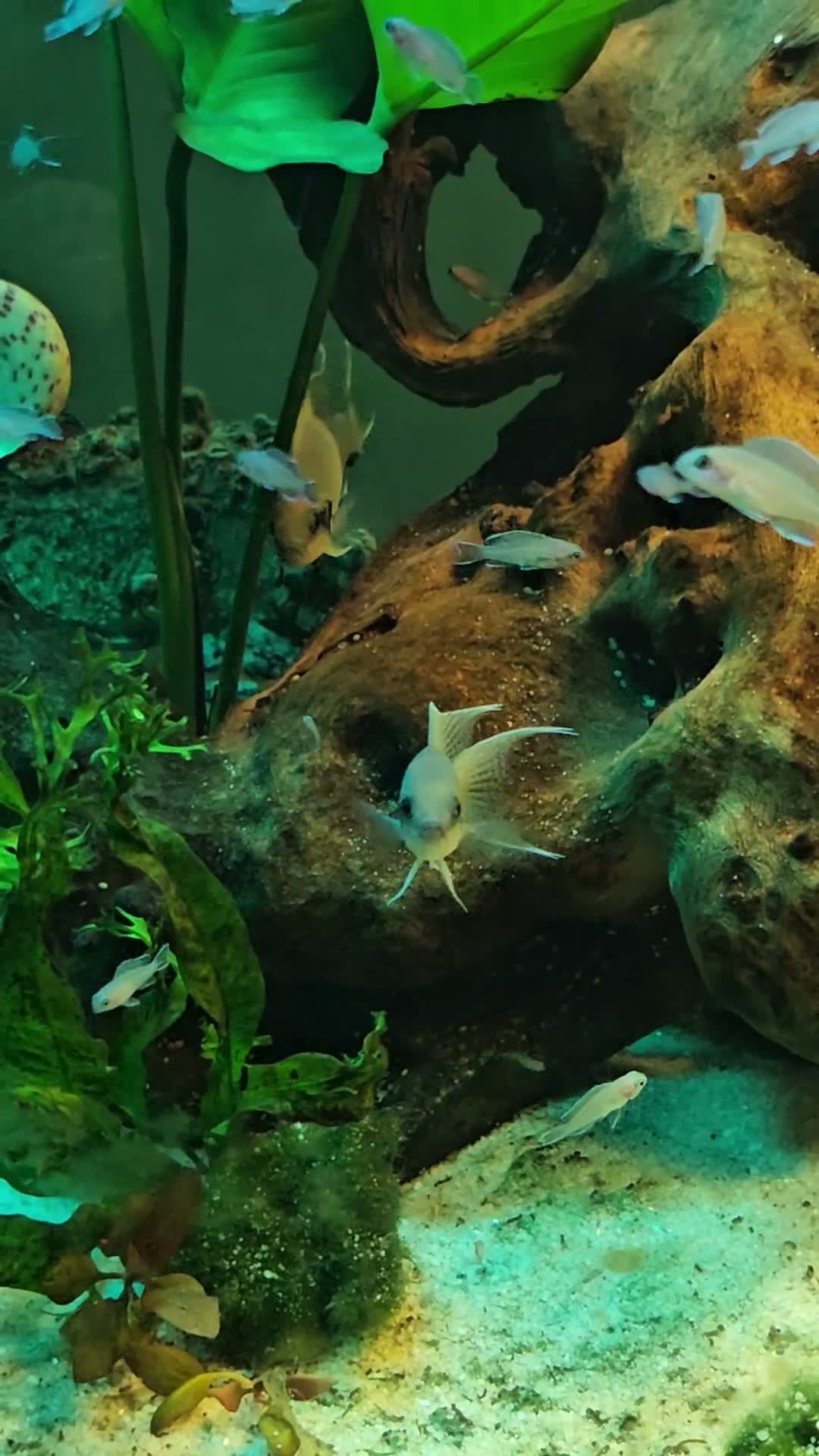Cichlids fish for sale: Fairy cichlids - Video 1