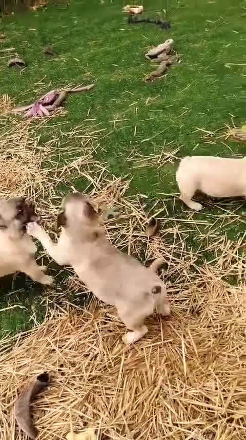 French Bulldog dogs for adoption: 💓🐶 MARGO, MISTY & MONTI💙 - Video 2