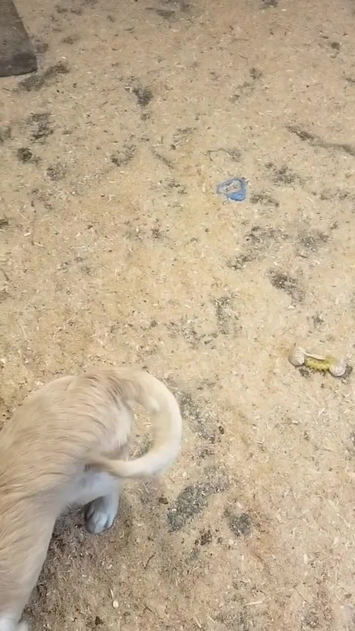 Golden Retriever dogs for sale: STUNNING GOLDEN RETRIEVER PUPS - Video 3