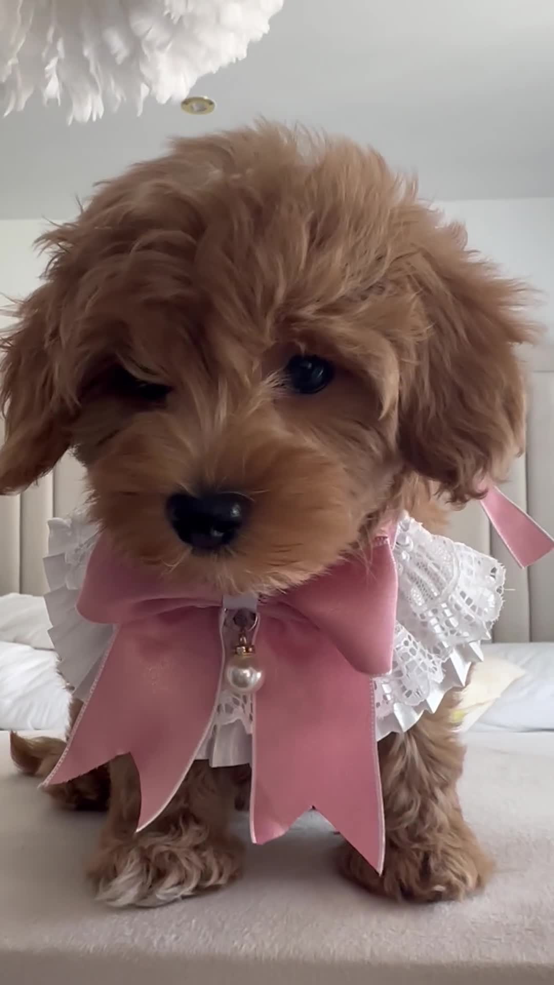Maltipoo dogs for sale: **CHAMPION MALTIPOOS* HEALTH TESTED PARENTS** - Video 2