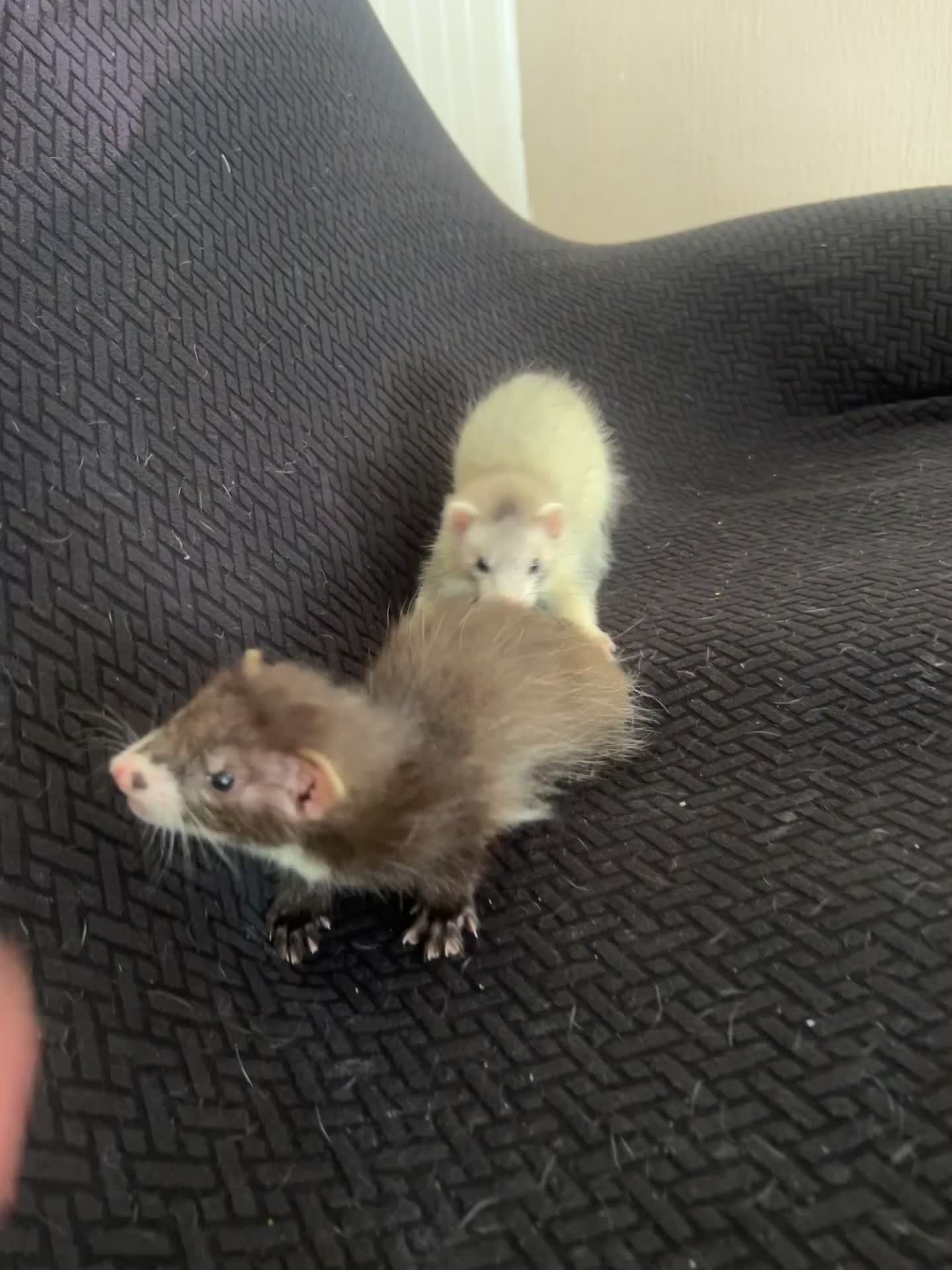 Ferret rodents for sale: FullangoraHob/1semiAngoraJill silver/2sableFullJil - Video 2