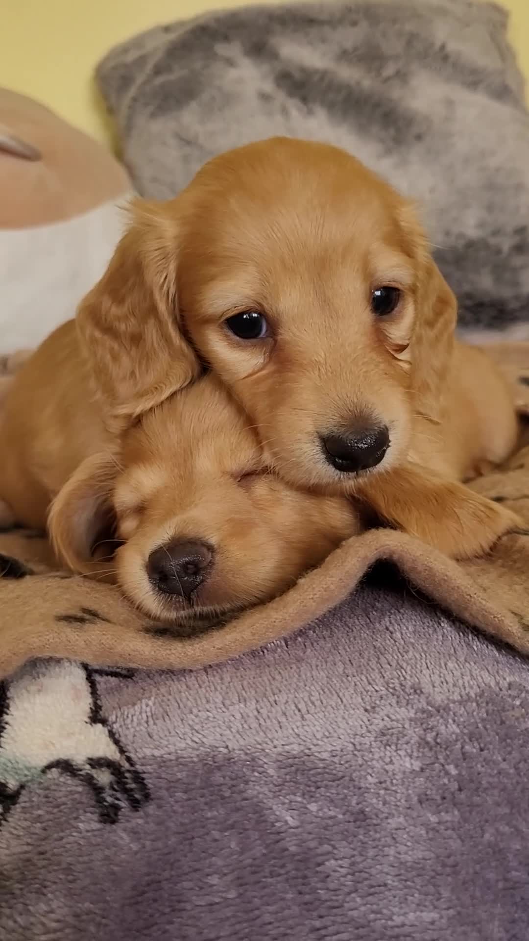 Dachshund dogs for sale: Long Haired KC Miniature Dachshund - Video 1