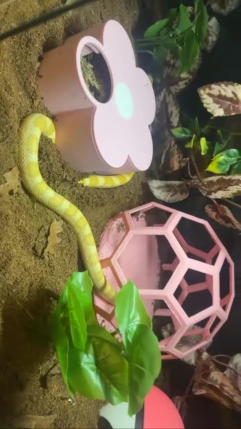 Corn Snake reptiles for sale: Free Snake and Setup – Needs Collecting - Glasgow in Glasgow - Video 2