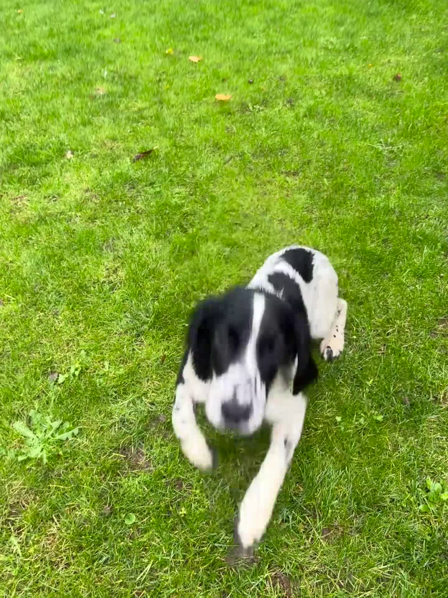 English Springer Spaniel dogs for sale: Lively Black/White ESS bitch pup 6 months  - Video 2