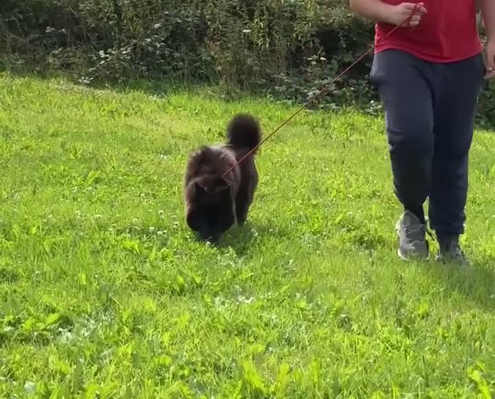 Chow Chow dogs for sale: Adult female chowsky looking for new loving home  - Video 1