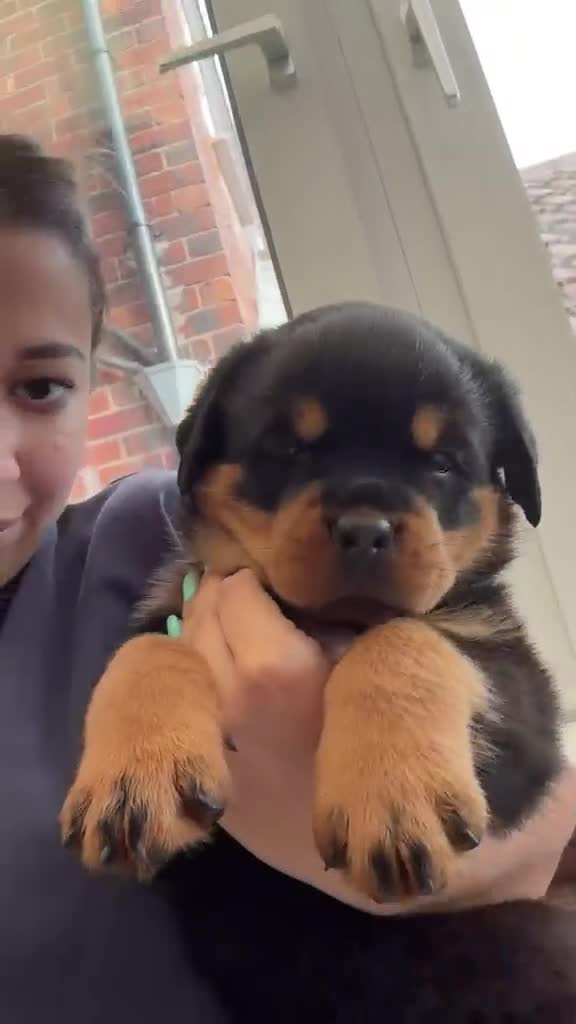 Rottweiler dogs for sale: Outstanding litter of True Type Rottweilers  - Video 5