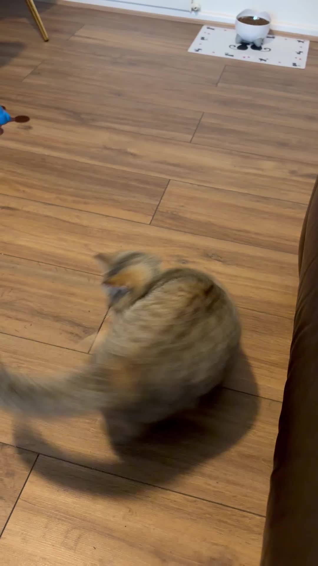 British Shorthair cats for sale: Beautiful Golden British Shorthair Girl | Friendly in Birmingham - Video 1