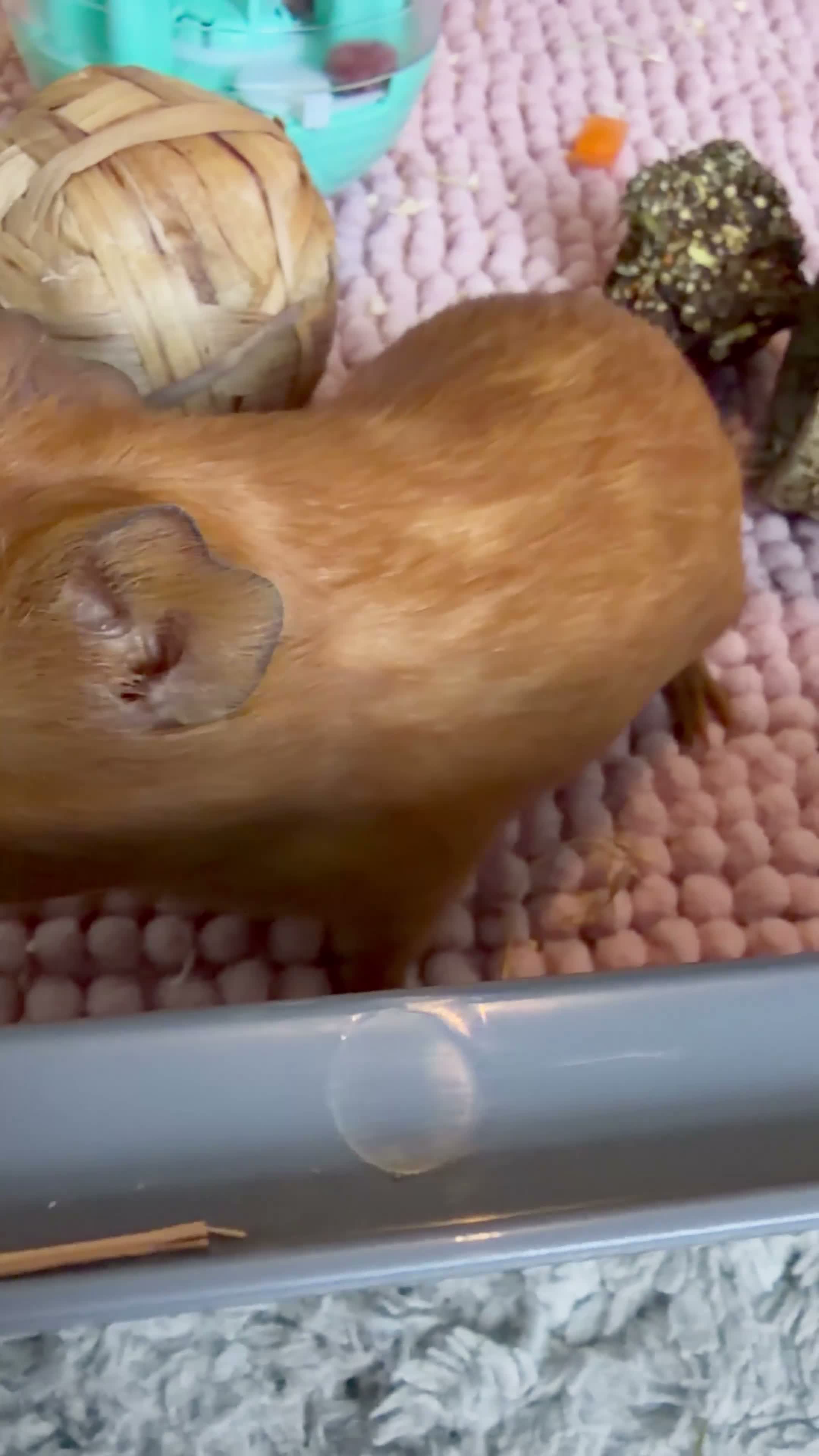 Guinea Pig rodents for sale: 2 Female guinea pigs (4 Months Old)  in Braunton - Video 1