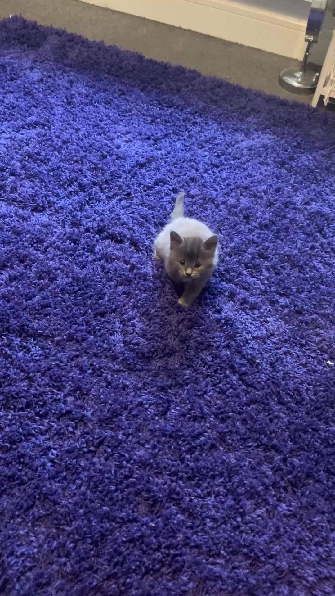Mixed Breed cats for sale: Rag doll cross x Turkish angora  - Video 1