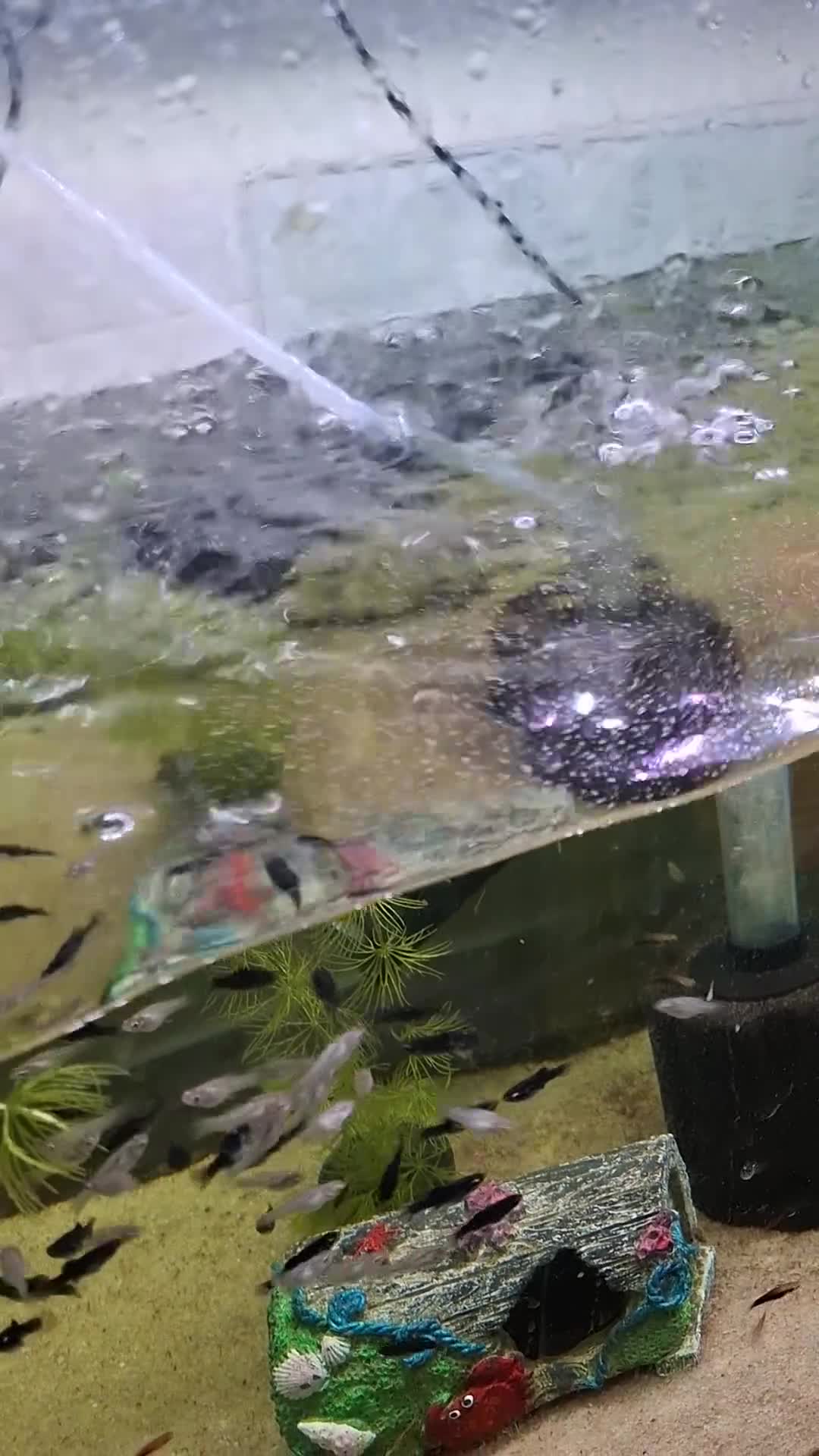 Mollies fish for sale: Mollie fish. Black / dalmatian/  silver  - Video 1