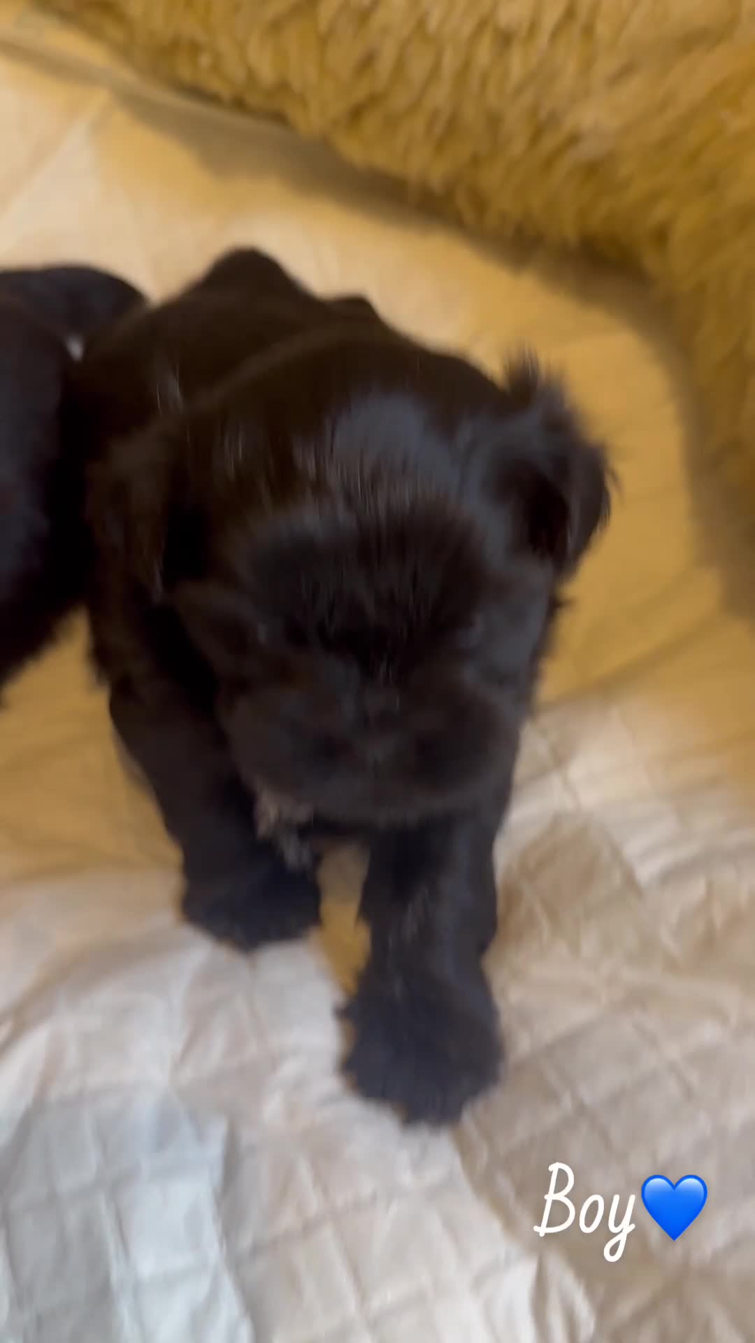 Shih Tzu dogs for sale: Pedigree Shih Tzu puppies - Video 4