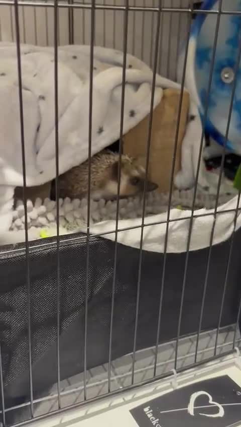 Pygmy Hedgehog rodents for sale: Sonic the african pygmy hedgehog  - Video 4