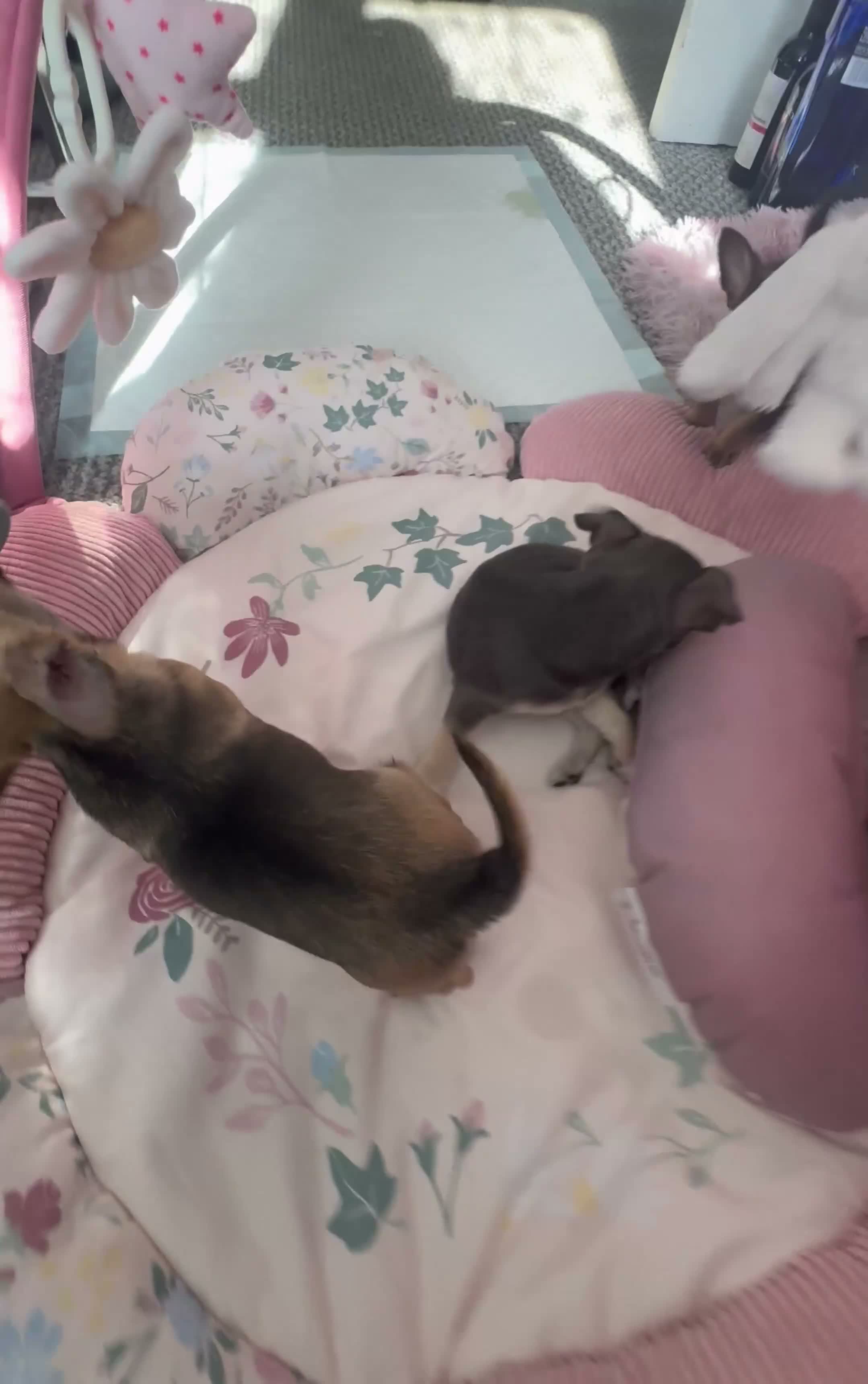 Chihuahua dogs for sale: Chocolate, Blue and Sable Small Chihuahua puppies  - Video 1