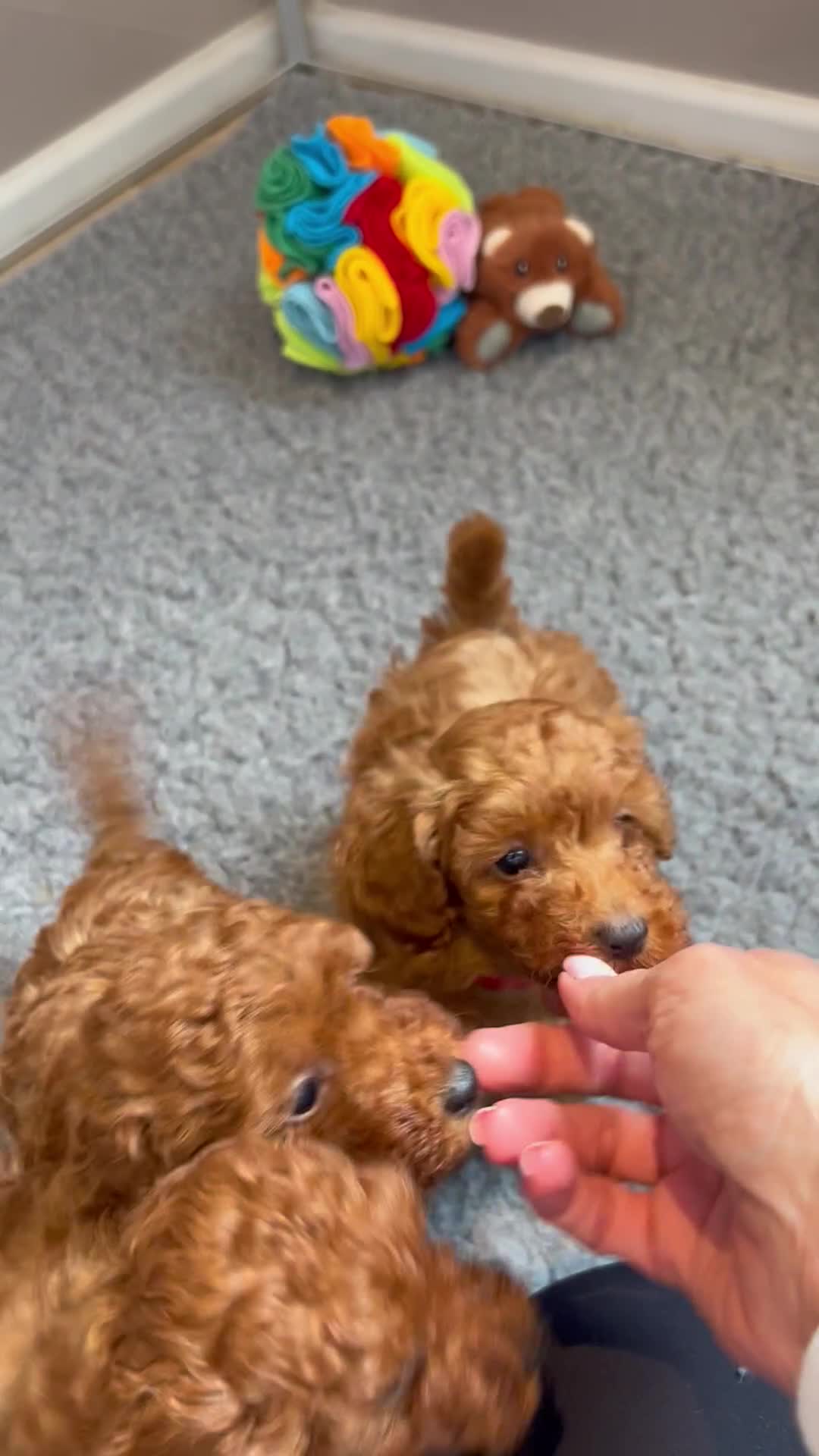 Toy Poodle dogs for sale: TINY TOY POODLE PUPPIES 5🌟LICENSED BREEDER  - Video 1