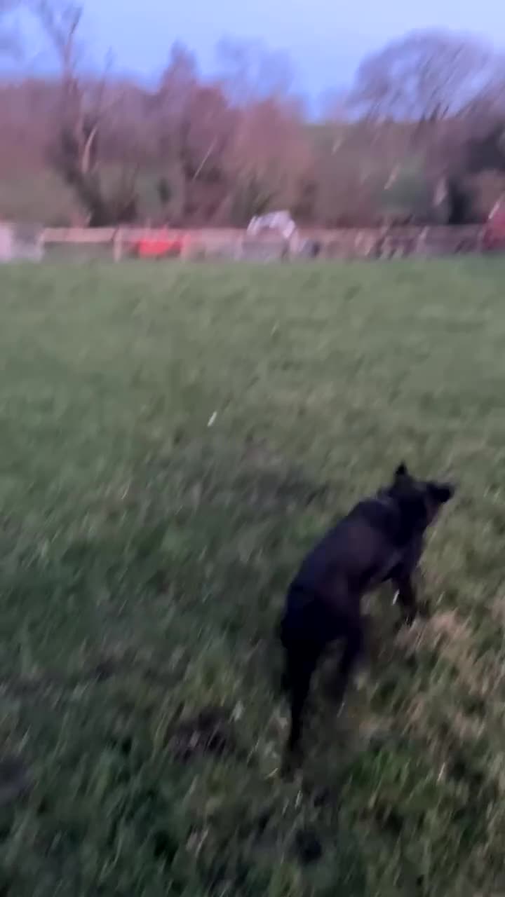 Mixed Breed dogs for sale: Fun loving boy  - Video 1