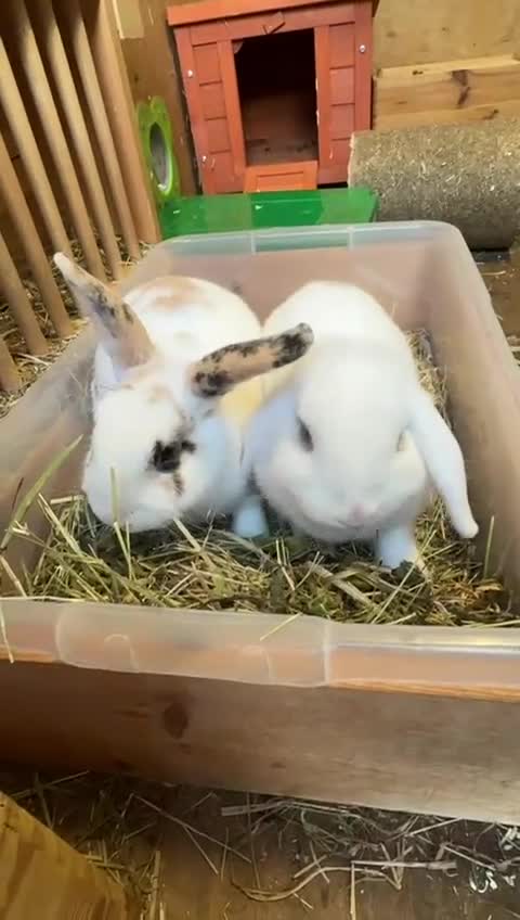 Mixed Breed rabbits for sale: Tansy and Daisy - Video 1