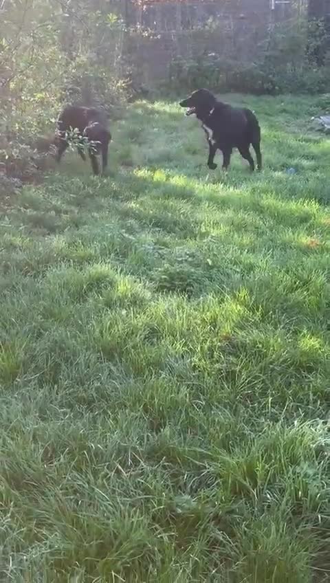 Mixed Breed dogs for adoption: Meet Basil !!  - Video 2