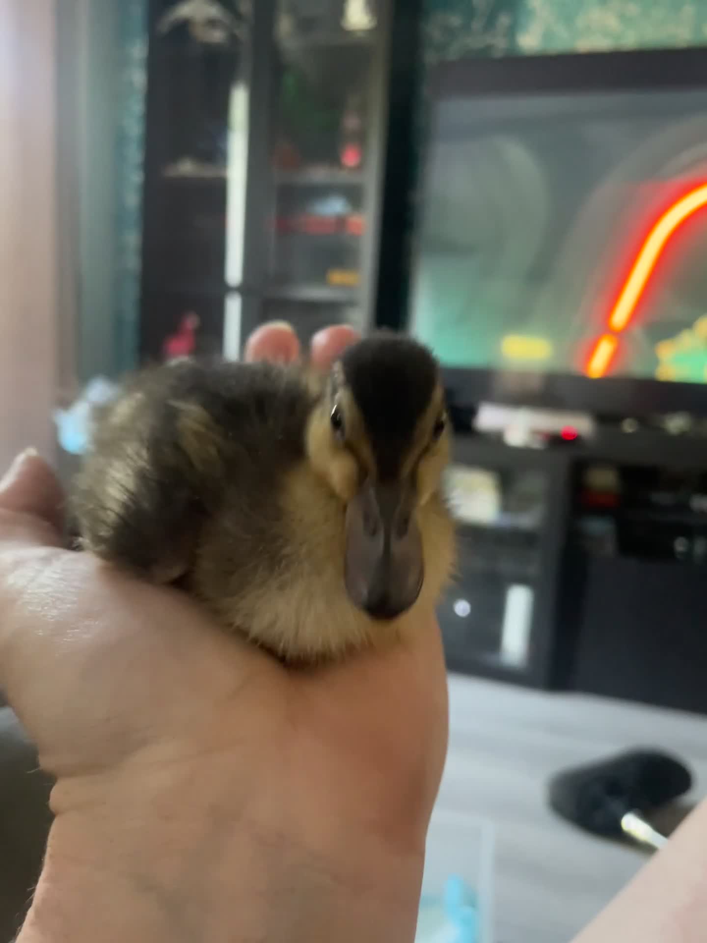 Ducks poultry for sale: Call duck  - Video 1