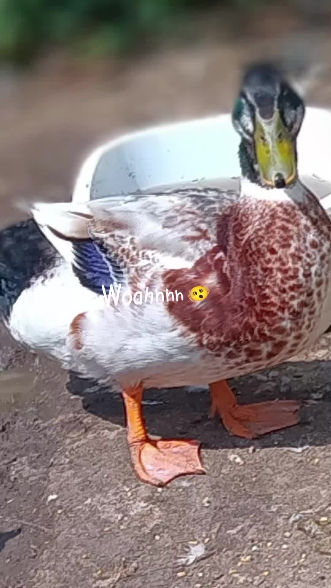 Mixed Breed livestock for sale: Appleyard ducklings - Video 2