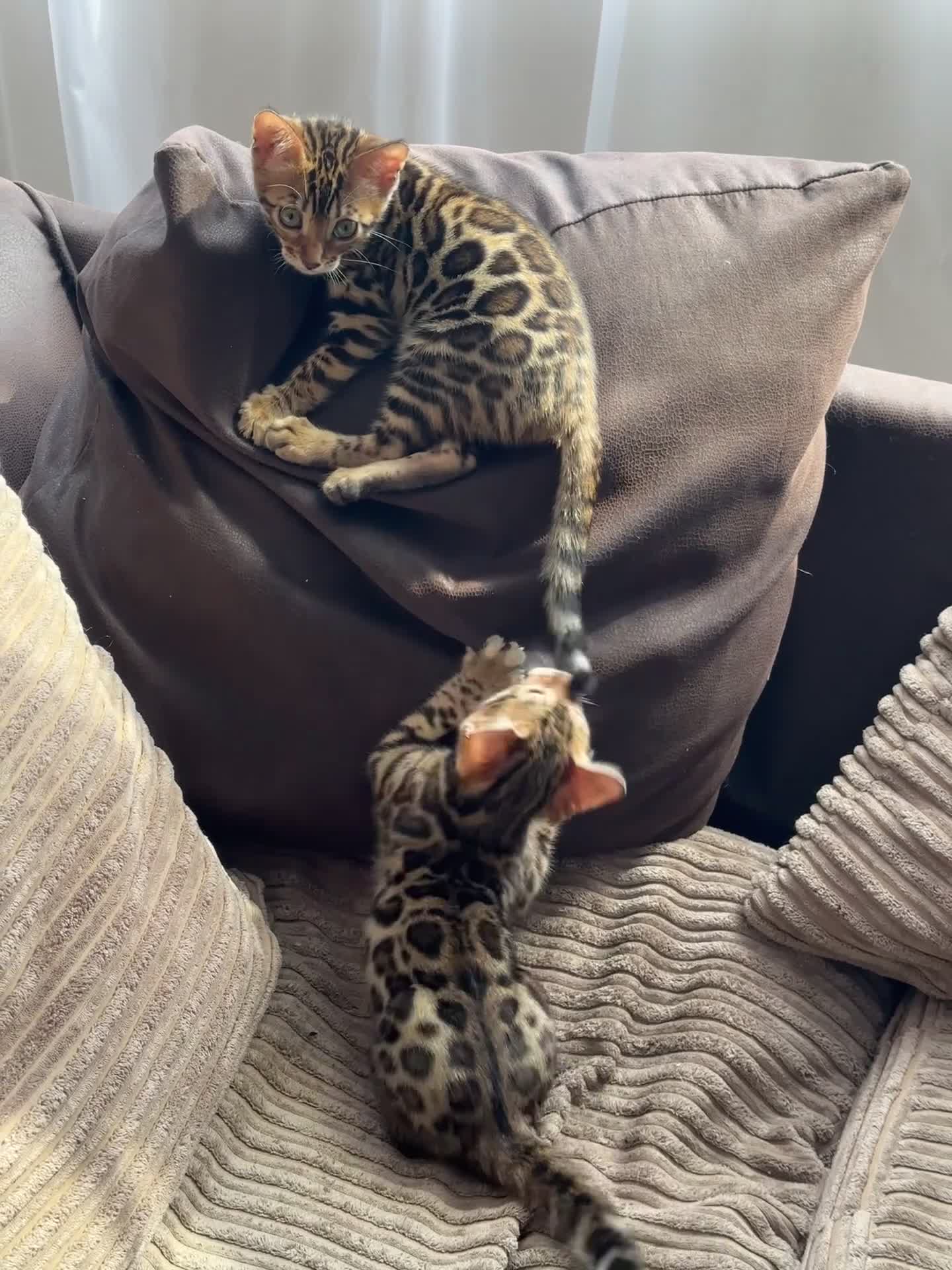 Bengal cats for sale: TICA registered bengal kittens!🐱 - Video 1