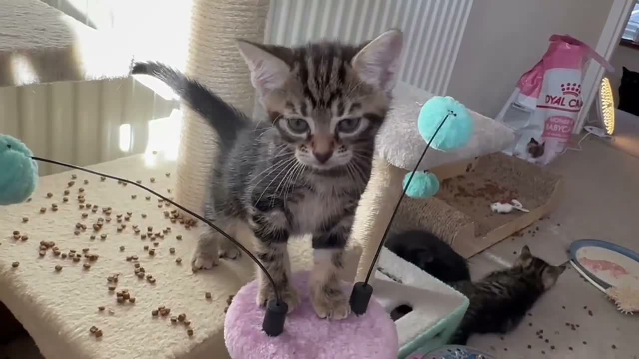 Mixed Breed cats for sale: Adorable bengal&tabby mix kittens  - Video 3