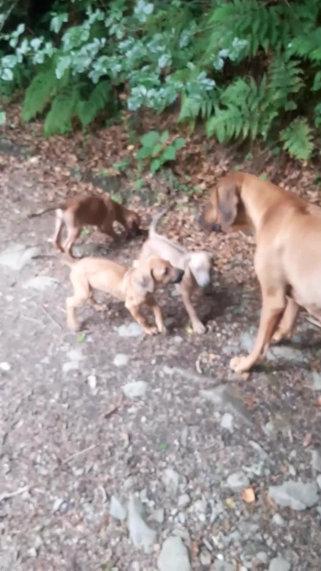 Rhodesian Ridgeback dogs for sale: 🦁KC RHODESIAN RIDGEBACKS PUPPIES🦁  - Video 1